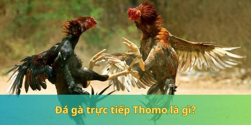 Chọi gà Thomo có gì?