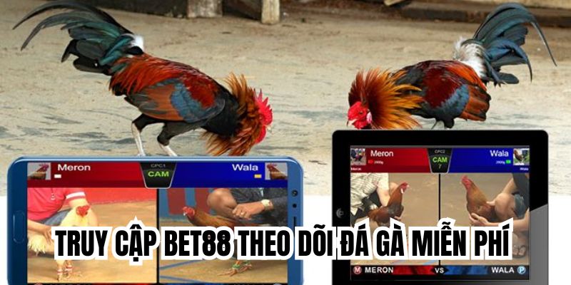 Truy cập Bet88 theo dõi đá gà miễn phí 