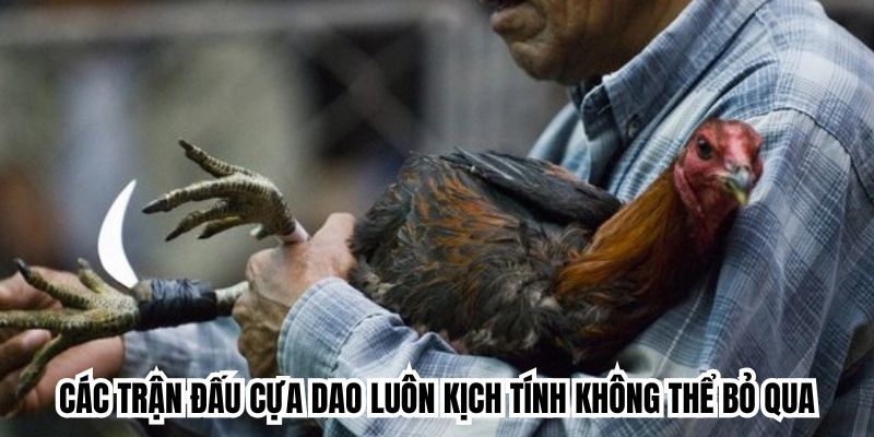 Các trận đấu cựa dao luôn kịch tính không thể bỏ qua