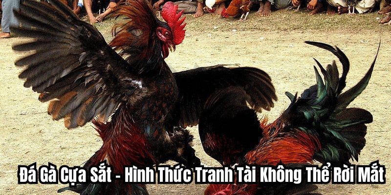 Đá Gà Cựa Sắt - Hình Thức Tranh Tài Không Thể Rời Mắt