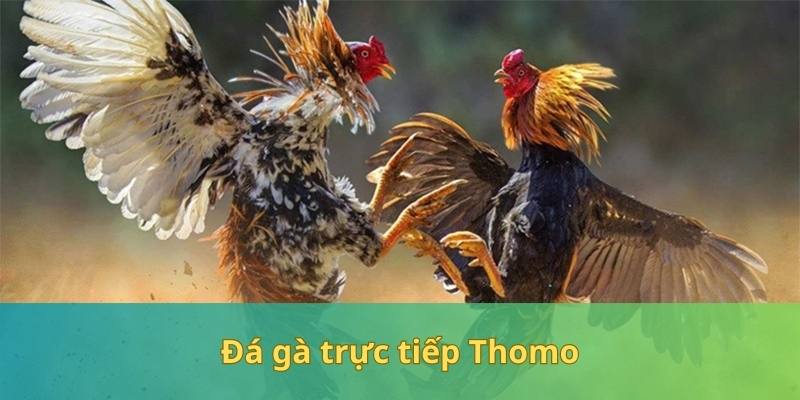 Đá Gà Trực Tiếp Thomo - Chiêm Ngưỡng Các Chiến Kê Dũng Mãnh So Tài