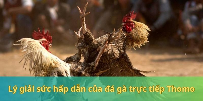 Đá gà trực tuyến Thomo hấp dẫn